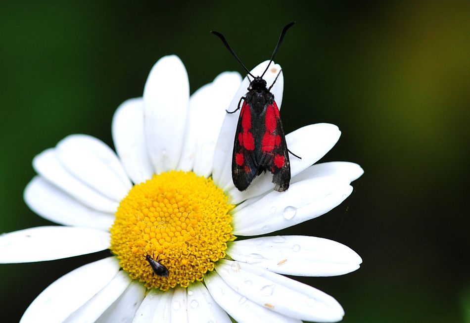 La vita in un fiore: terza parte